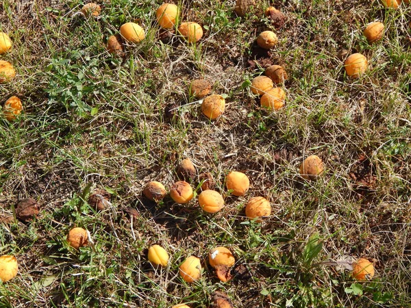 果物や野菜の庭の食品 — ストック写真