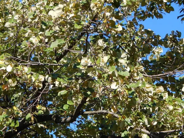 花园里的花草植物背景 — 图库照片