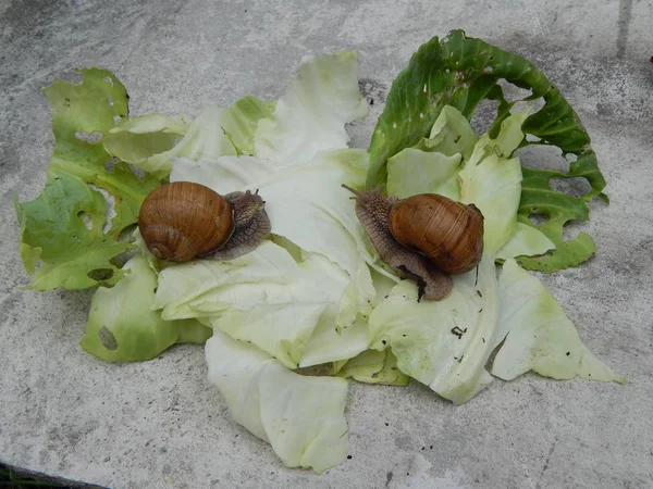 Lumaca Strisciare Erba Verde Giardino — Foto Stock