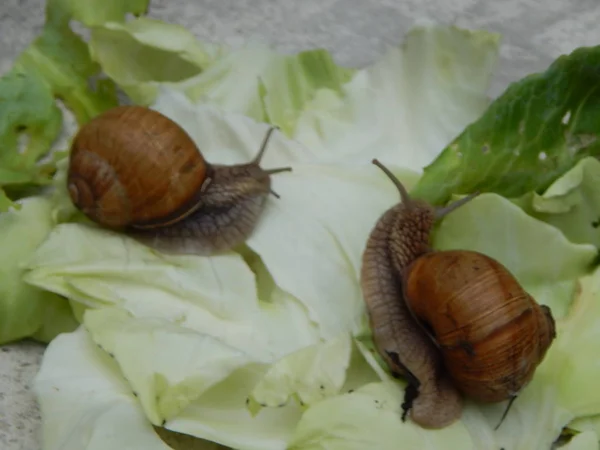 Yeşil Çim Bahçe Içinde Taramasını Salyangoz — Stok fotoğraf