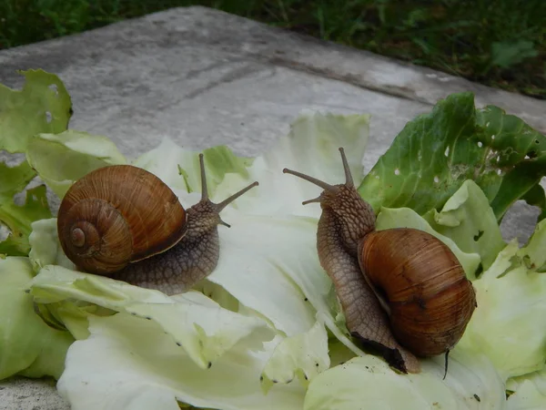 Lumaca Strisciare Erba Verde Giardino — Foto Stock