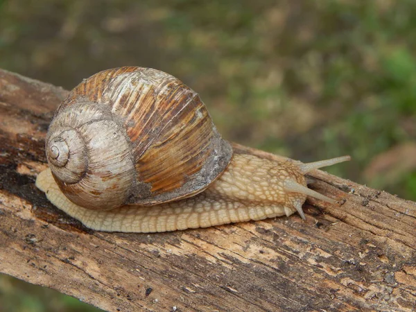 Schnecke Kriecht Durch Das Grüne Gras Garten — Stockfoto