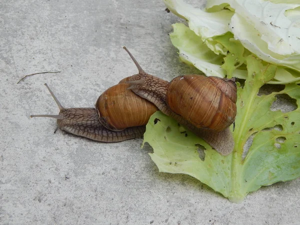 Snigel Kryper Det Gröna Gräset Trädgården — Stockfoto