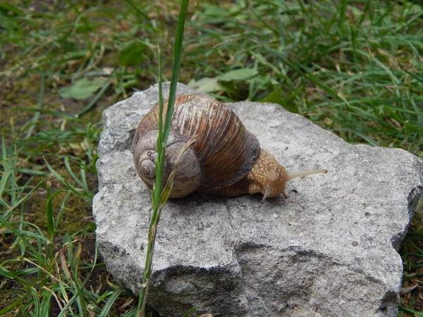 Yeşil çim bahçe içinde taramasını salyangoz