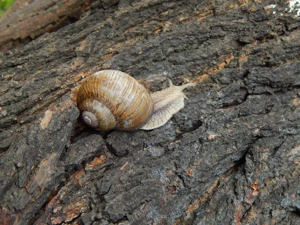 Caracol Rastejando Grama Verde Jardim — Fotografia de Stock