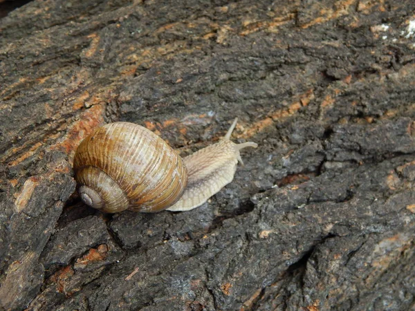 蜗牛在花园里爬行绿草 — 图库照片