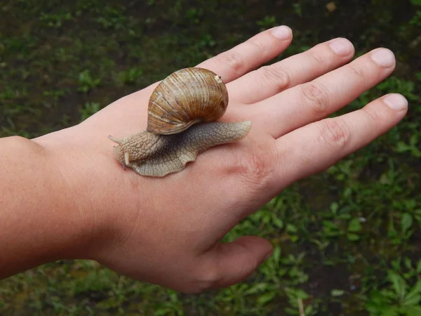 Caracol Rastejando Grama Verde Jardim — Fotografia de Stock