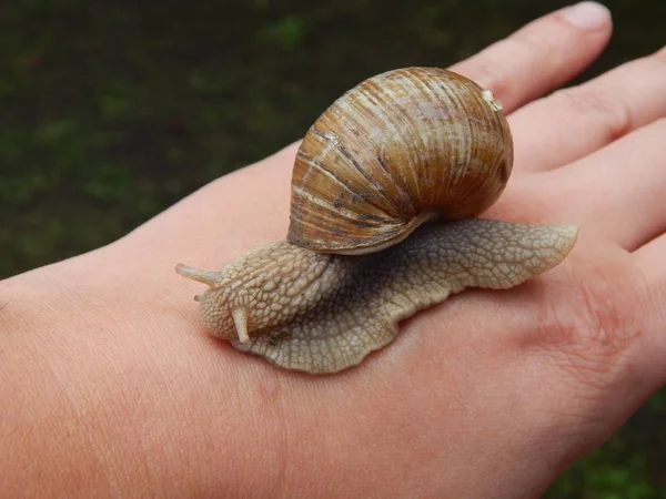 Escargot Rampant Herbe Verte Dans Jardin — Photo