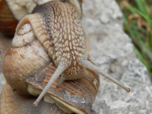 Caracol Rastejando Grama Verde Jardim — Fotografia de Stock