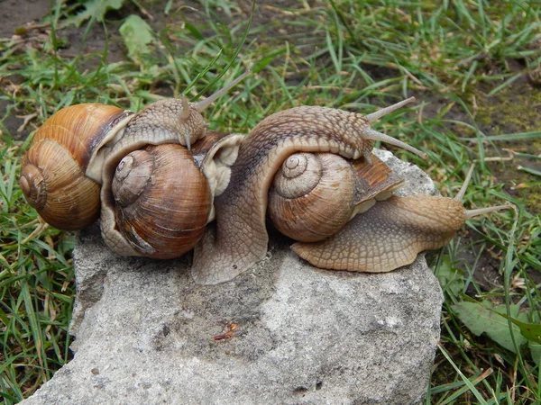 Escargot Rampant Herbe Verte Dans Jardin — Photo