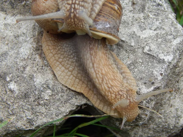 蜗牛在花园里爬行绿草 — 图库照片