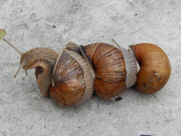 Lumaca Strisciare Erba Verde Giardino — Foto Stock