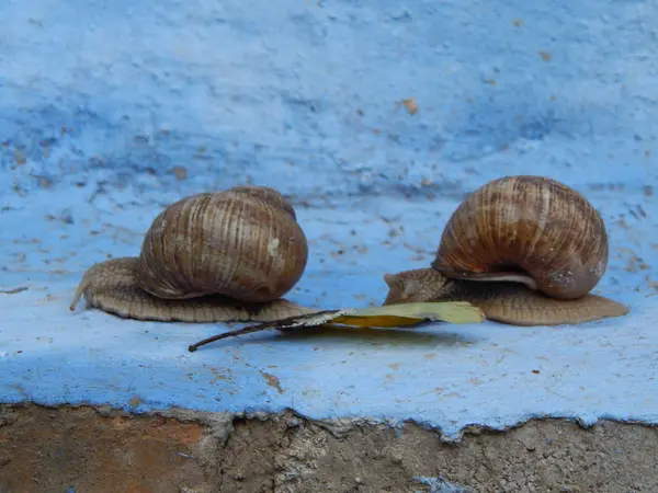 Schnecke Kriecht Durch Das Grüne Gras Garten — Stockfoto