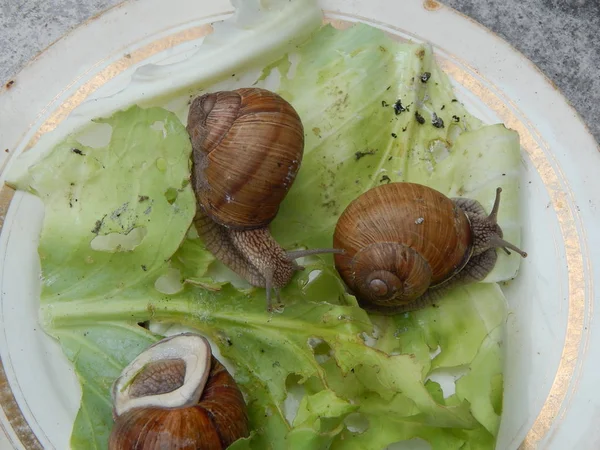 Schnecke Kriecht Durch Das Grüne Gras Garten — Stockfoto