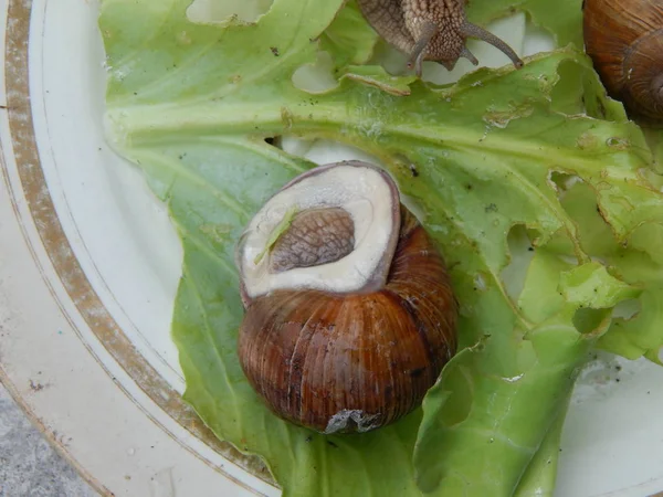 Caracol Arrastrando Hierba Verde Jardín —  Fotos de Stock