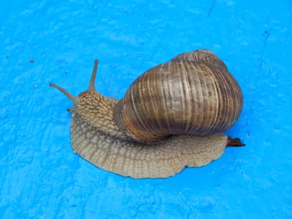 Caracol Rastejando Grama Verde Jardim — Fotografia de Stock