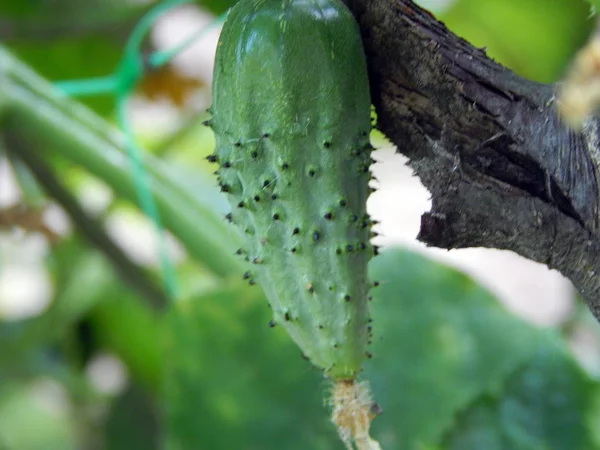 Legumes Frutas Jardim — Fotografia de Stock