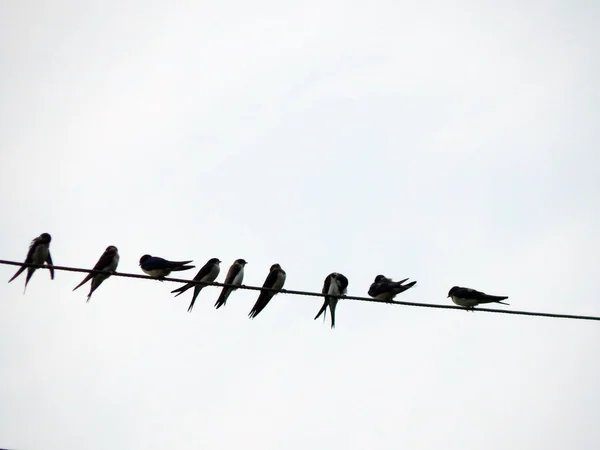 Birds Sit Electric Wires School — Stock Photo, Image