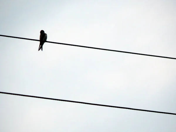 Los Pájaros Sientan Los Cables Eléctricos Escuela —  Fotos de Stock