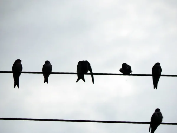 Los Pájaros Sientan Los Cables Eléctricos Escuela —  Fotos de Stock