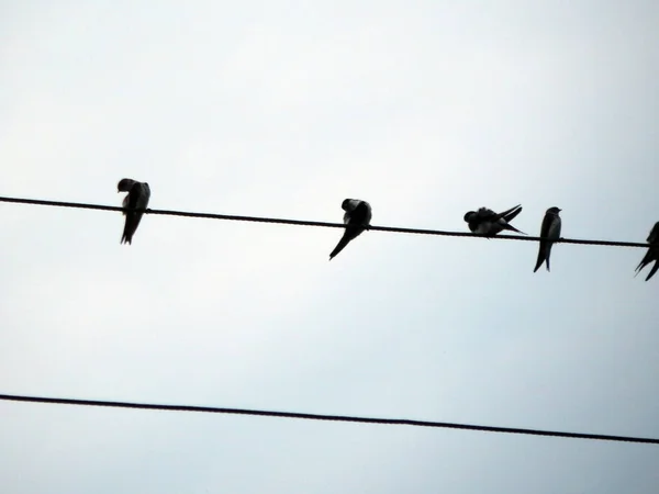 Птахи Сидять Електричних Дротах Школи — стокове фото