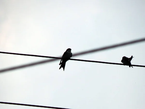 Los Pájaros Sientan Los Cables Eléctricos Escuela —  Fotos de Stock