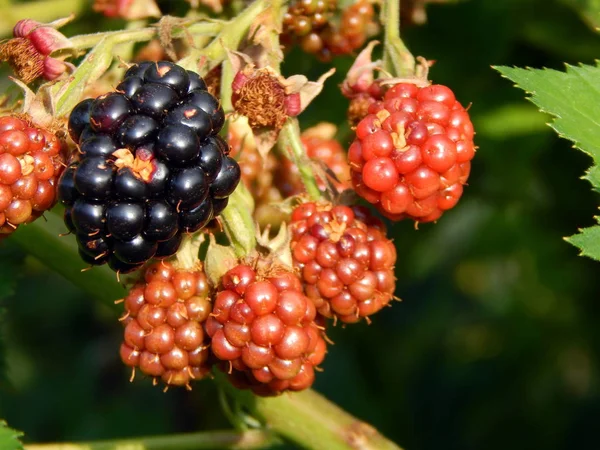 Blackberries berry still life and texture composition