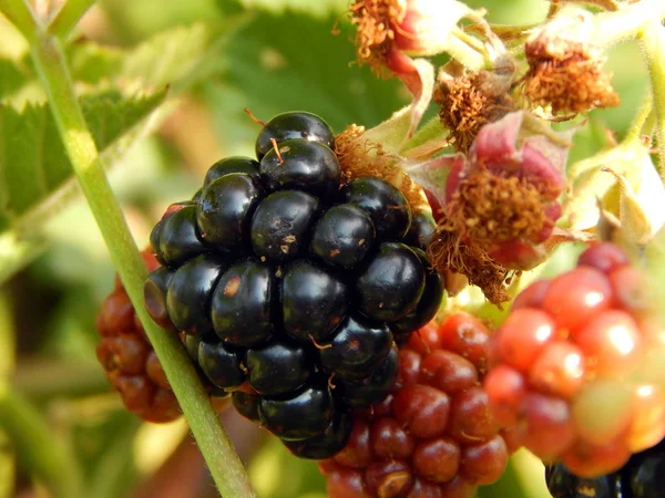 Blackberries Berry Still Life Texture Composition — Stock Photo, Image