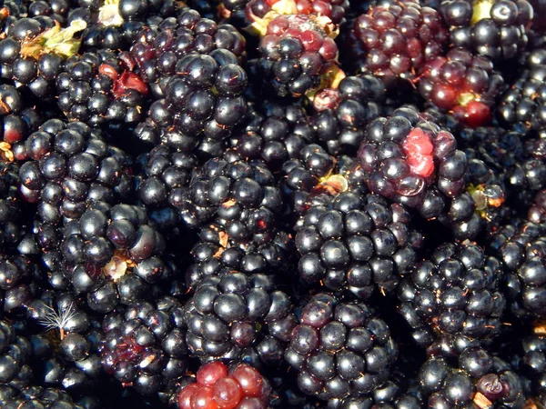 Blackberries berry still life and texture composition