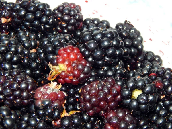 Blackberries berry still life and texture composition — Stock Photo, Image