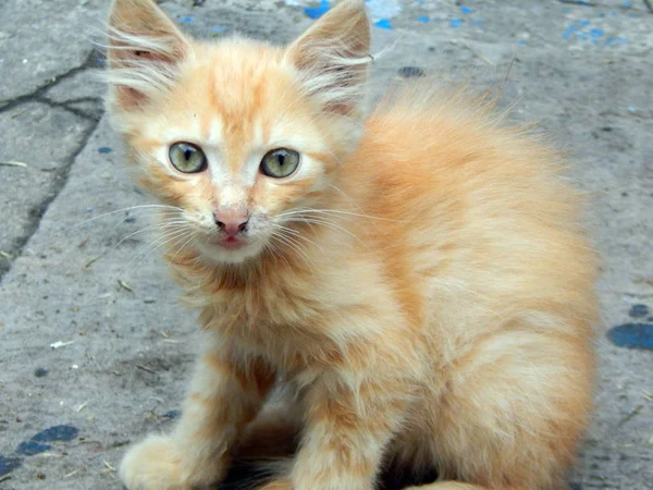 Gato Gatito Sentado Una Pose Relajada — Foto de Stock