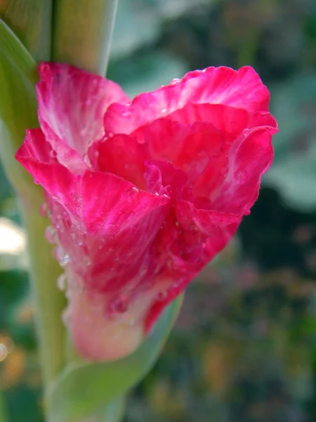 Kwiat Układ Kwiaty Ogrodzie Tapety — Zdjęcie stockowe