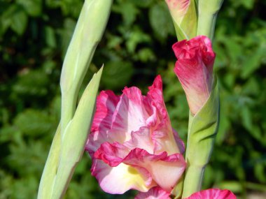 Çiçek Aranjman Çiçek Bahçe duvar kağıdı