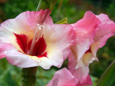 Çiçek Aranjman Çiçek Bahçe duvar kağıdı