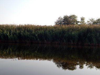 Göl yakın çekim dokusu üzerinde büyüyen sazlar