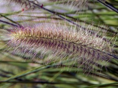 Göl yakın çekim dokusu üzerinde büyüyen sazlar