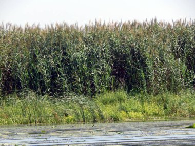 Göl yakın çekim dokusu üzerinde büyüyen sazlar