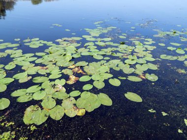 Lily çiçek suyla nilüferler float