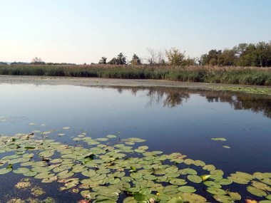 Lily çiçek suyla nilüferler float