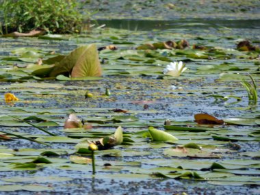 Lily çiçek suyla nilüferler float
