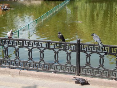 Kuşlar güvercinler Park ve bina