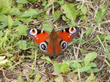 Bir çim alan yakın çekim üzerinde Kelebek