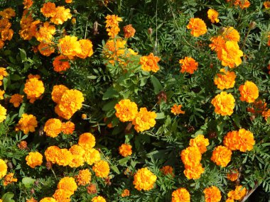 Güzel çiçekler ve bitkiler için arka bahçede