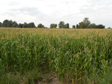 Doku ve Mısır yeşil yaprakları, çim alanlarında