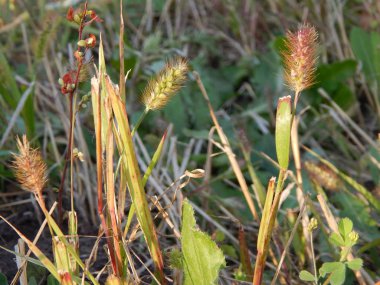 Doku ve Mısır yeşil yaprakları, çim alanlarında