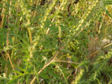 Yeşil yaprakları, çim, çim makro dokusuna