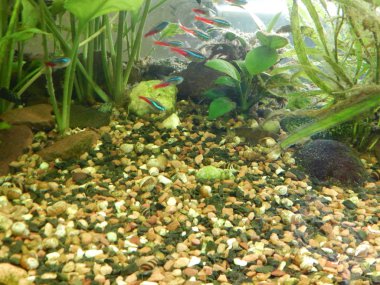 Akvaryum balık ihtiyolojisi yosun