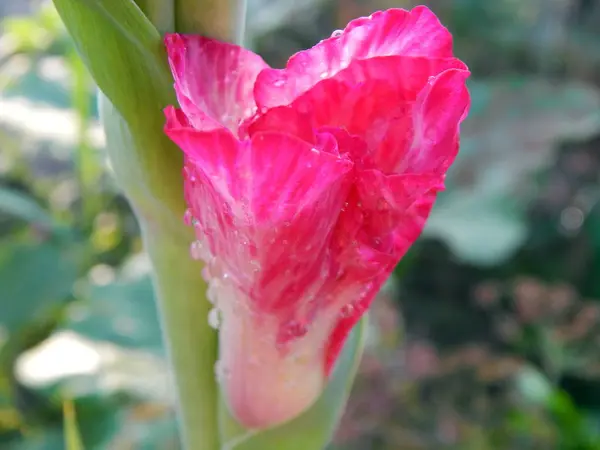 Flores Arreglo Flores Fondo Pantalla Del Jardín — Foto de Stock