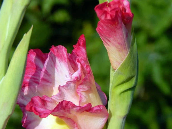 Blomma Arrangemang Blommor Trädgården Tapeten — Stockfoto