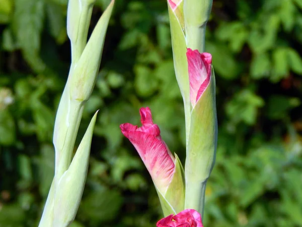 Λουλούδι Ρύθμιση Λουλουδιών Στο Κήπο Ταπετσαρία — Φωτογραφία Αρχείου